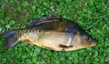 我发现了鱼的习性