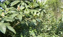 我的最爱——橘子