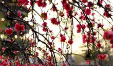 沉醉在春天的世界中