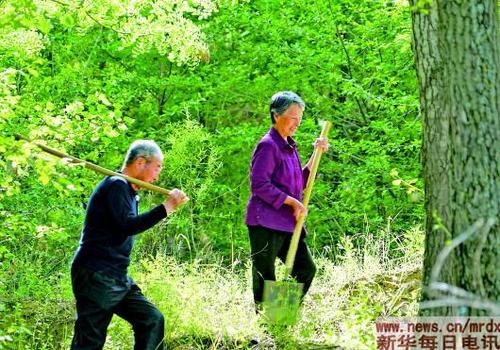 那郁郁葱葱的绿色