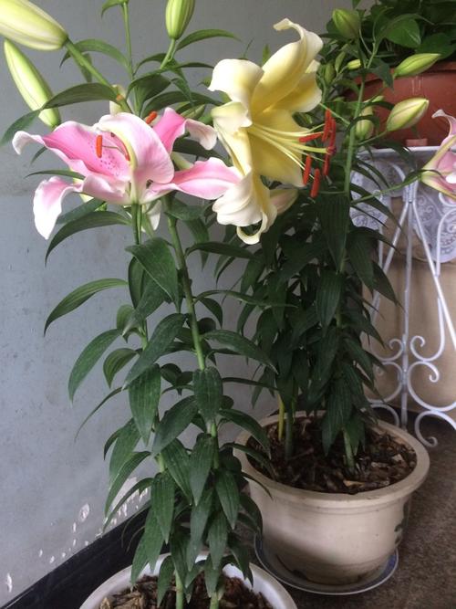 四季百合