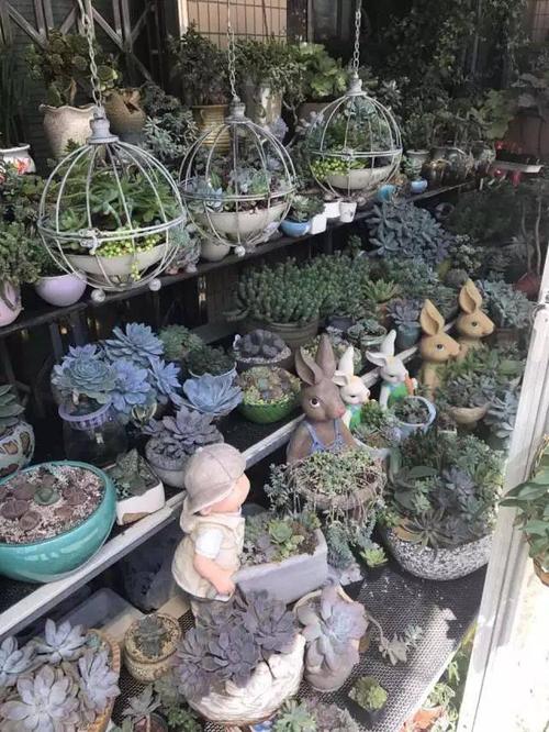 参观龙城花鸟古玩市场