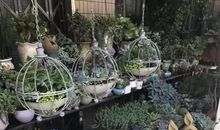 逛龙城花鸟古玩市场