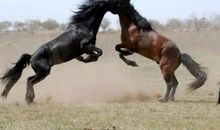 聆听中国幸福的声音