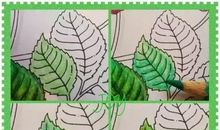 我发现了叶子的秘密