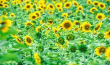 我爱四季的向日葵