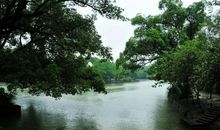 雨中的西溪湿地