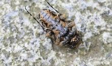 我发现了甲虫会装死