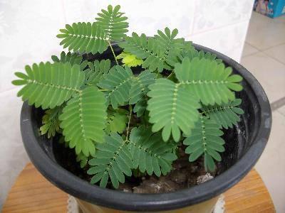 我发现了盆栽植物的秘密