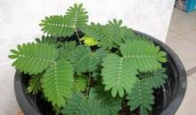 我发现了盆栽的秘密