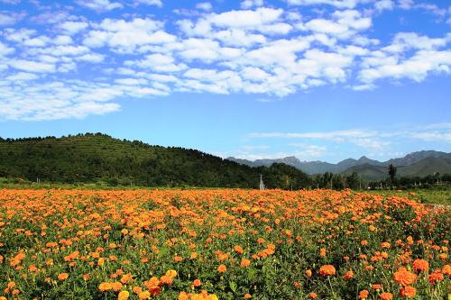 四季花海