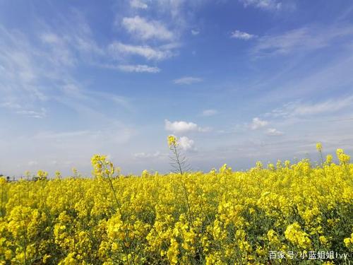 油菜花田