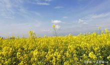 田野的油菜花