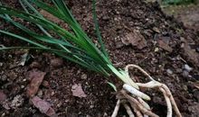 那株兰花，不能缺席