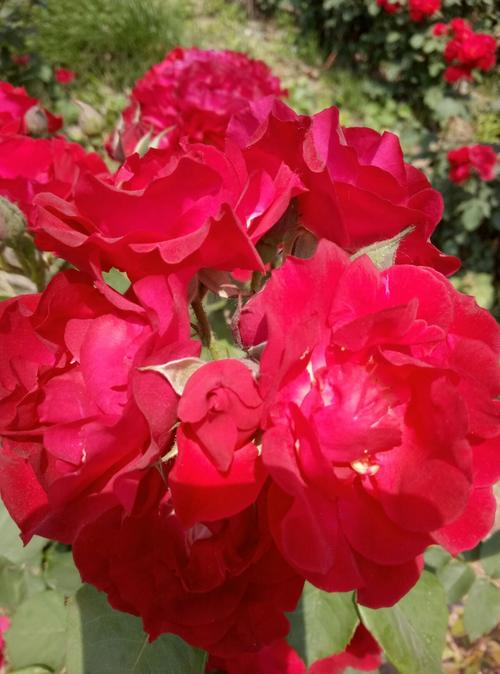 我们学校是一个花园