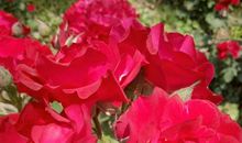 我们的学校是花园