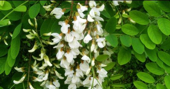 相思树刻在心中