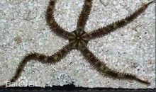 我发现了海星的再生能力