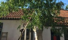 假如我是一棵枣树