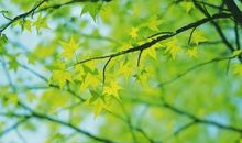 这个季节属于春