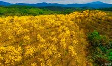 陶醉于那片金黄