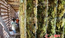 描写葡萄干的作文