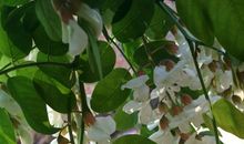 记忆中的那棵槐花树