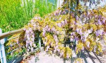 校园里的紫藤架