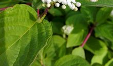 我是你怒放的生命