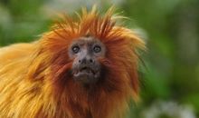 一只猴子从动物园里跑了出来