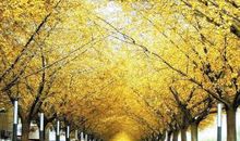 我爱家乡的秋天