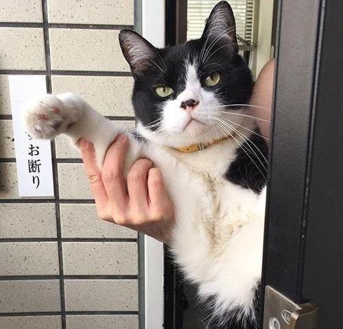 我的“猫”爸爸