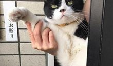 我的“猫”老爸