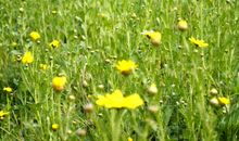 我在乡间收获了野趣