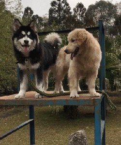 我的小狗