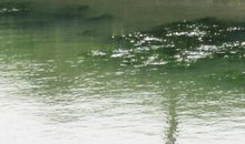 水污染调查报告