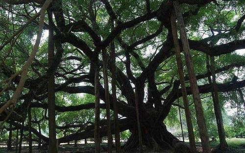 榕树