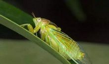 仿写汪曾祺的《夏天》