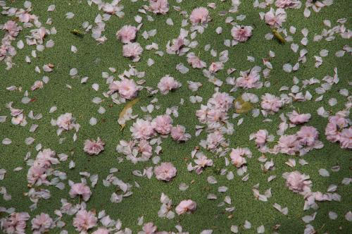 樱花