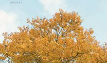 因为时光会给你答案