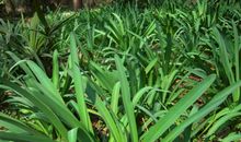 朋友送我一株草