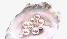 河蚌·珍珠闪耀