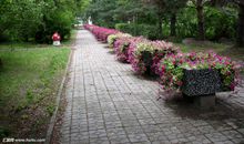 校园里的大花坛