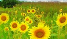 一路有你一路花开