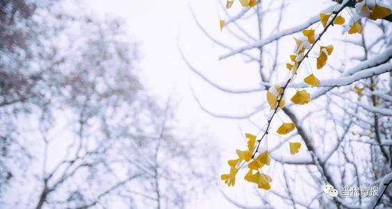 一棵树飞花