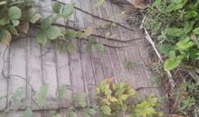 观察日记爬山虎