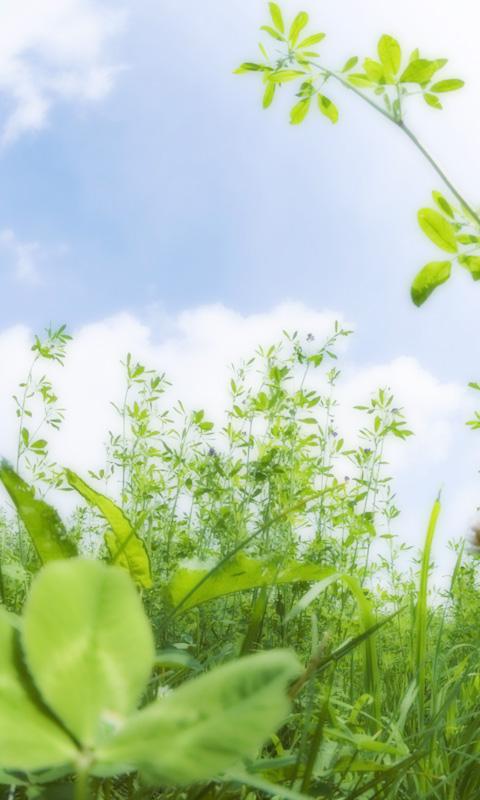绿草与黄色的花朵