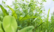 青青草地开黄花