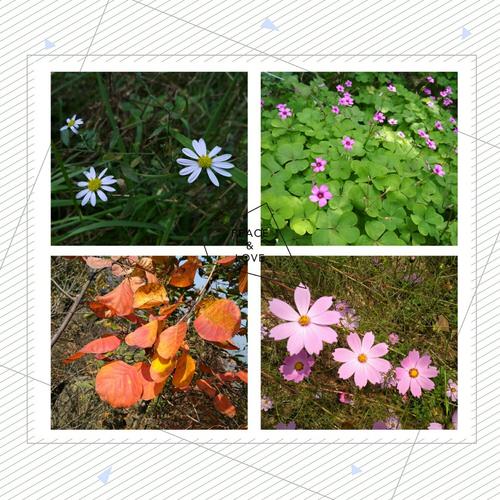 植被的力量