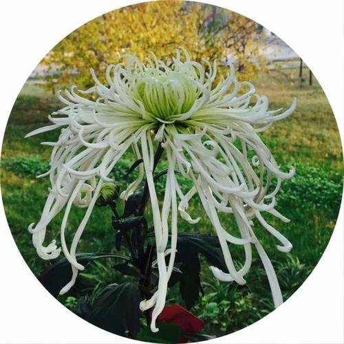 看到清明节